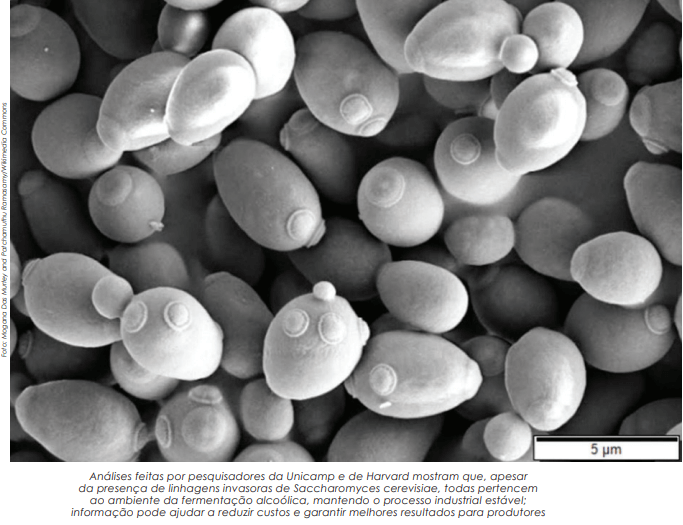 Pesquisadores rastreiam  a dinâmica da população de leveduras usada na produção de bioetanol